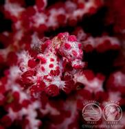 Raja Ampat - Coral Triangle.